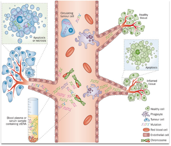 肿瘤基因检测(液体活检)