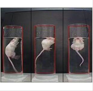 大小鼠强迫游泳实验系统