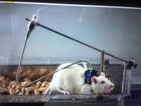 大鼠清醒给药装置