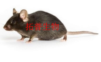 基因敲除法制备耳聋模型