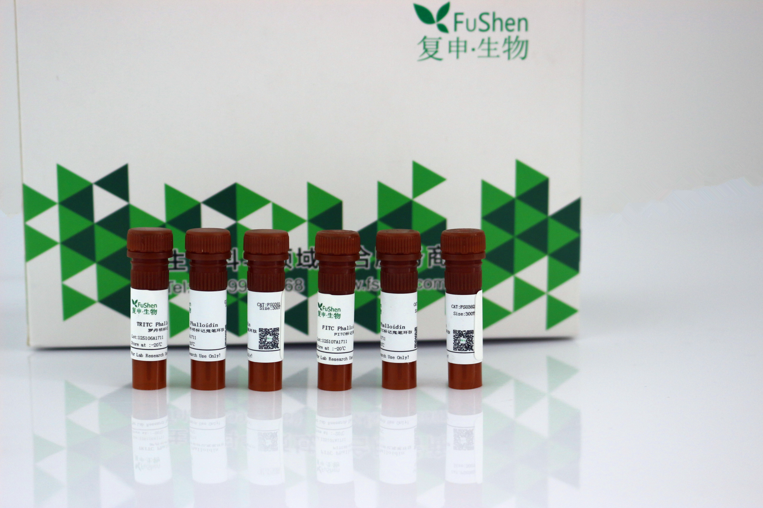 Phalloidin 鬼笔环肽