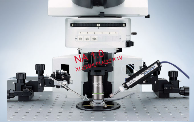 奥林巴斯 BX61WI/BX51WI 载物台固定式显微镜