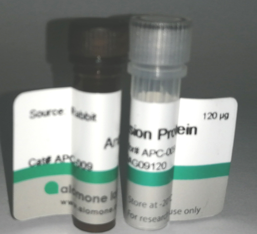 Anti-KV1.1 (KCNA1) Antibody APC-009 现货