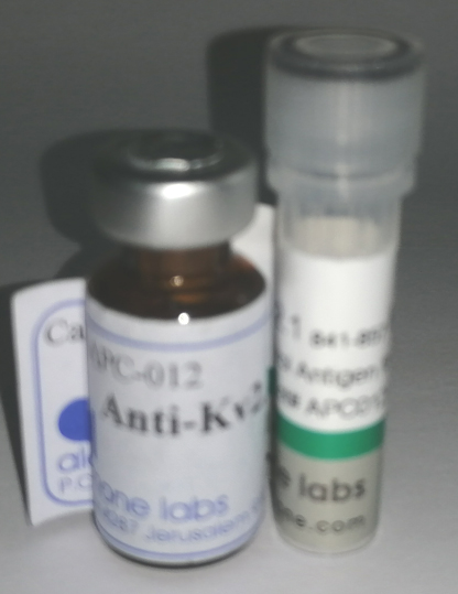 Anti-KV2.1 Antibody APC-012 现货