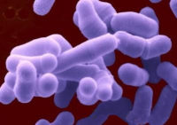 砖红海水杆菌说明书