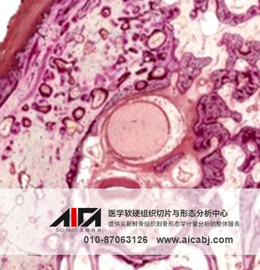 软组织与骨切片染色和免疫组化