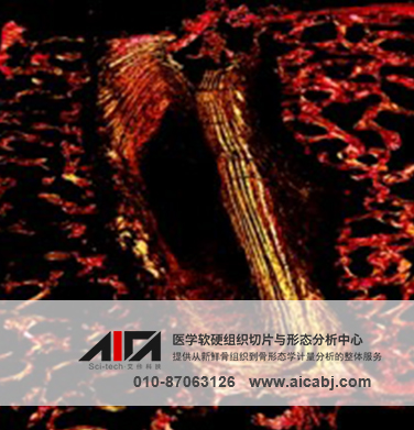 软组织与骨切片染色和免疫组化