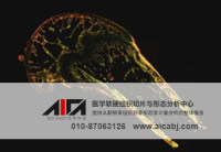 制备软组织及脱钙骨切片