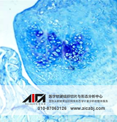 软组织与骨切片染色和免疫组化