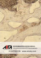 硬组织切磨片染色