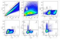 胞内细胞因子、核内转录因子检测（Th17、Treg等）