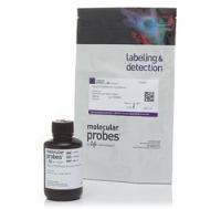 细胞周期试剂盒