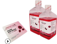 友康 NC0102 NK细胞无血清培养基套装 用于NK细胞培养