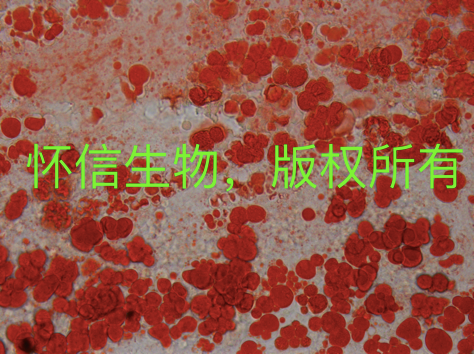 油紅O染色