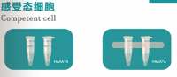 Stbl2 感受态细【Stbl2 Competent Cell】Stbl2 感受态细胞价格