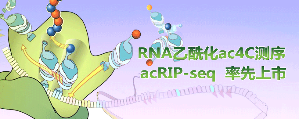 RNA乙酰化ac4C测序acRIP-seq