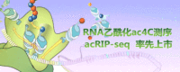 RNA乙酰化ac4C测序acRIP-seq