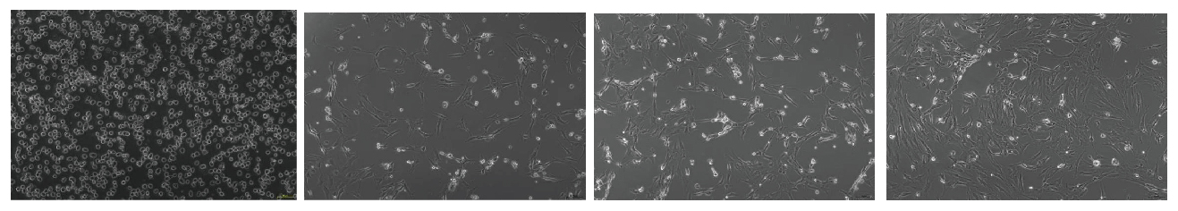 原代细胞培养（小鼠巨噬、小胶质/大鼠肝细胞等）