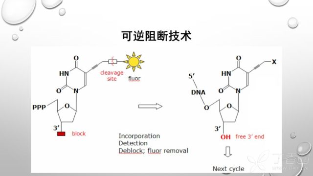 测序的原理_基因芯片的测序原理图(2)