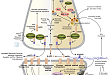 Amyloid Plaque and Neurofibrillary Tangle Formation in Alzheimer's Disease