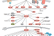 Signaling Pathways Activating p38 MAPK