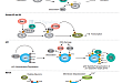 Post-Translational Modifications