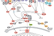 SAPK/JNK Signaling Cascades