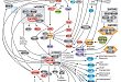 Mitochondrial Control of Apoptosis