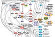 mTOR Signaling