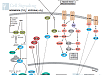 Hypoxia Signaling