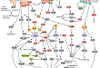 Regulation of Actin Dynamics