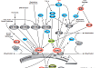 Cell Cycle Control: G1/S Checkpoint