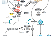 Autophagy Signaling