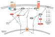 Phospholipase Signaling Interactive Pathway