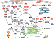 Regulation of Microtubule Dynamics