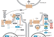 Hedgehog Signaling In Vertebrates