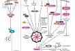 Inflammasome Signaling