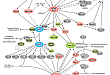 Cell Cycle Control: G2/M DNA Damage Checkpoint