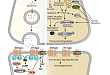 Dopamine Signaling in Parkinson's Disease