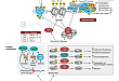 Protein Acetylation