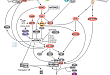 Translational Control: Regulation of eIF4E and p70 S6 Kinase