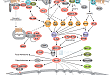 G-Protein-Coupled Receptors Signaling to MAPK/Erk