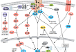 Jak/Stat Signaling: IL-6 Receptor Family