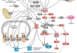 Toll-like Receptors (TLRs) Pathway