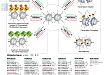 Histone Methylation