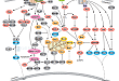 Inhibition of Apoptosis