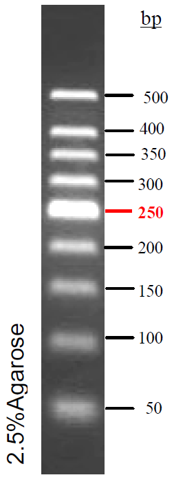 预染DNA分子量标准 (50-500 bp)