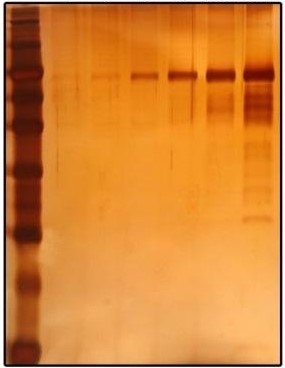 银染实验用水指南