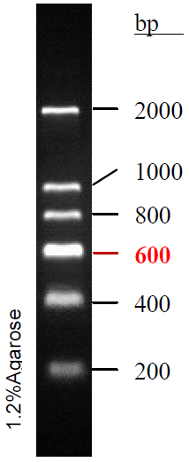 常规DNA分子量标准 (200-2000 bp)