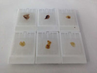 石蜡包埋/石蜡切片